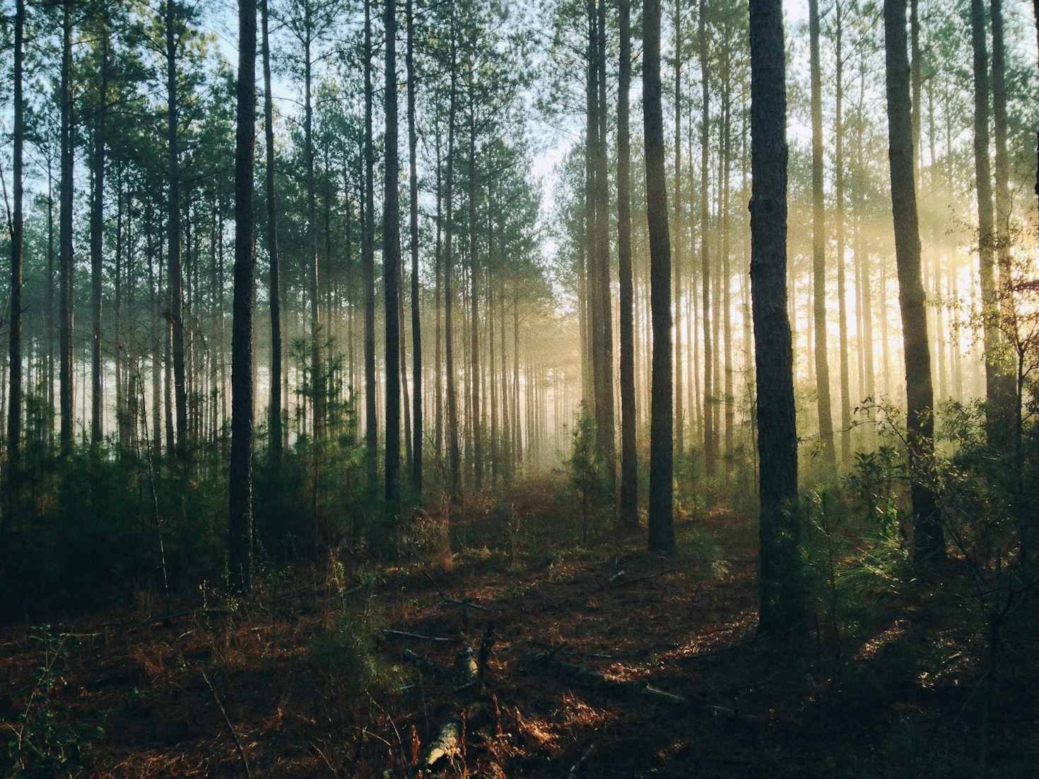 How Forest Bathing Can Transform Your Life