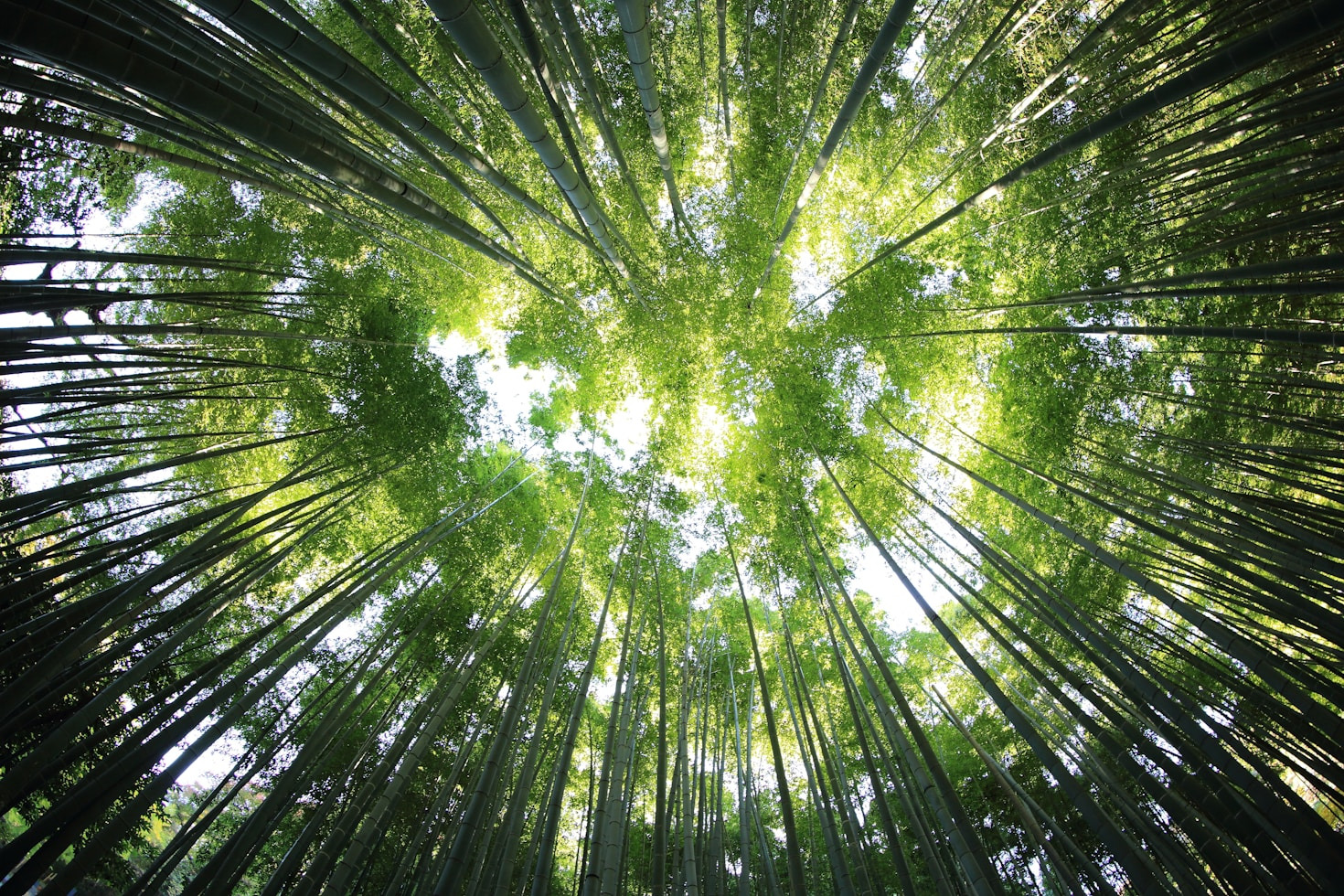 Forest Bathing: An Ancient Practice for Modern Times