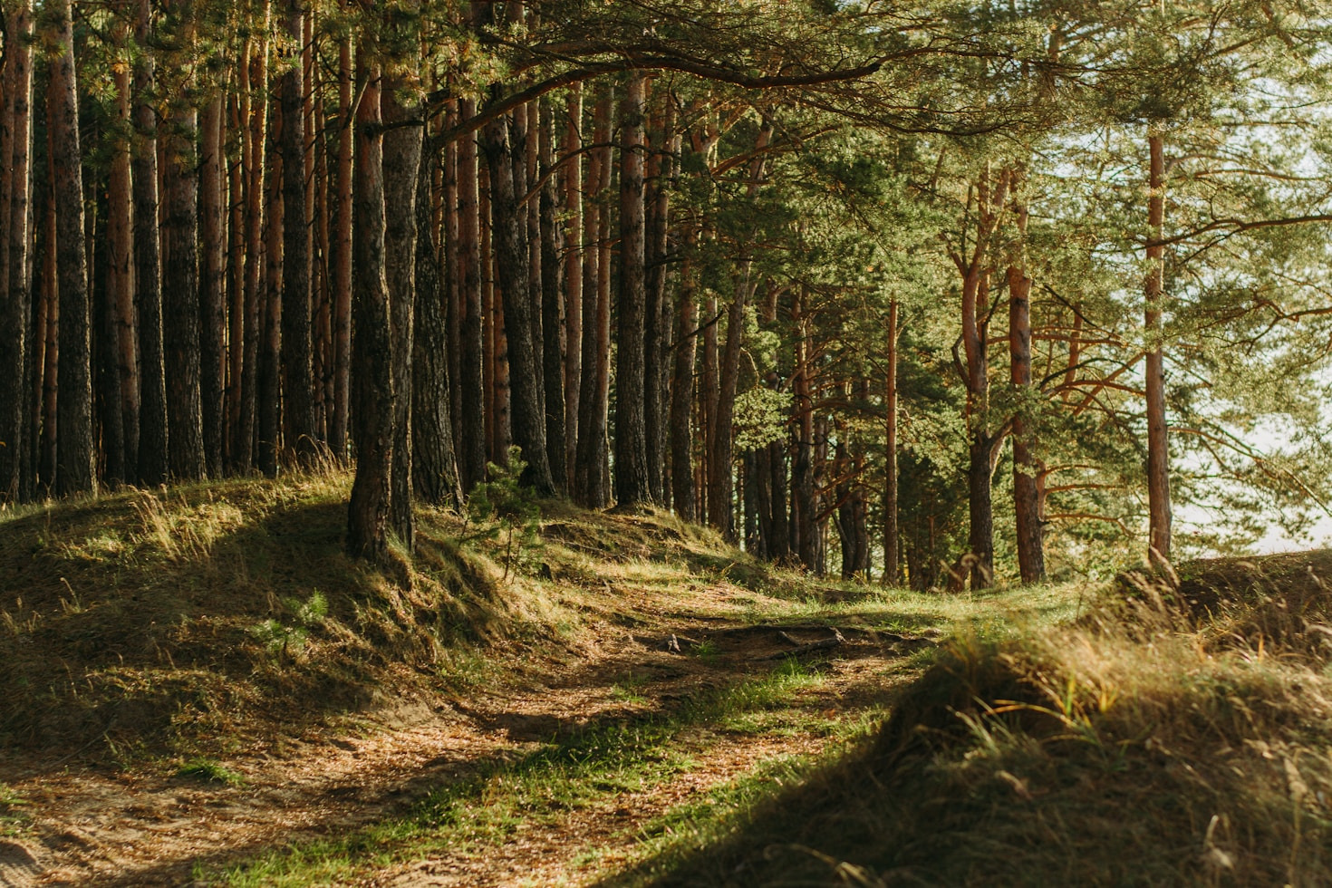 The Science Behind Nature’s Calming Effects